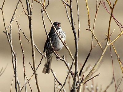 Fox Sparrow 2013-04-05