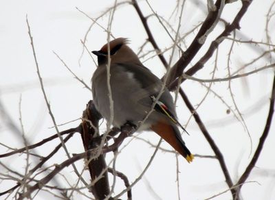 Bohemian Waxwing 2013-03-23