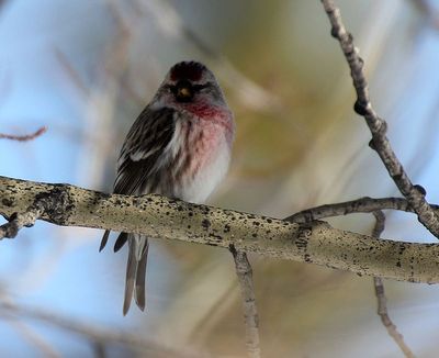 Common Redpoll 2013-02-16