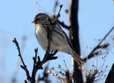 2013 Bird Photos