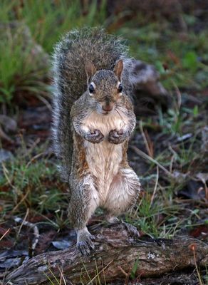 Eastern Gray Squirrel 2023-11-19