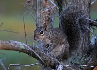 Eastern Gray Squirrel 2023-11-19