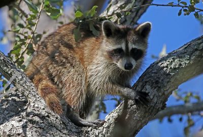 Raccoon 2023-11-19