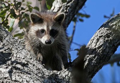 Raccoon 2023-11-19