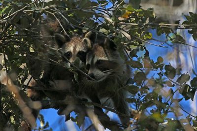 Raccoon 2023-11-19