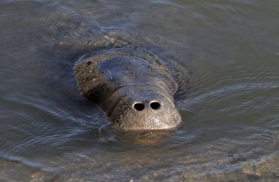 West Indian Manatee 2023-11-21