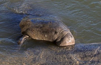 West Indian Manatee 2023-11-21