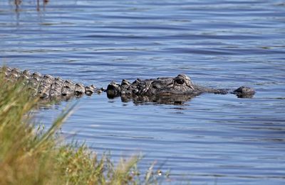 American Alligator 2023-11-19