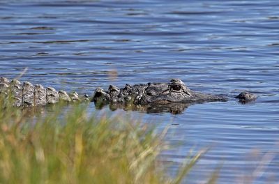 American Alligator 2023-11-19