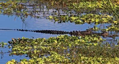 American Alligator 2023-11-20