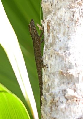 Brown Anole 2023-11-17