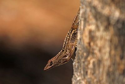 Brown Anole 2023-11-19