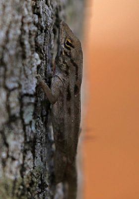 Green Anole 2023-11-19