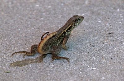Northern Curly-tailed Lizard 2023-11-21