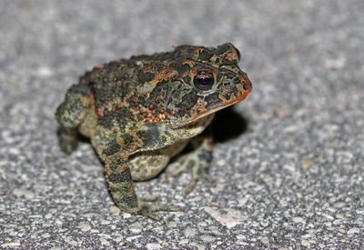 Southern Toad 2023-11-21