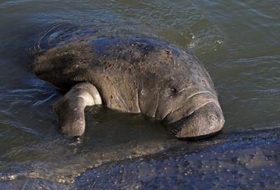 West Indian Manatee 2023-11-21