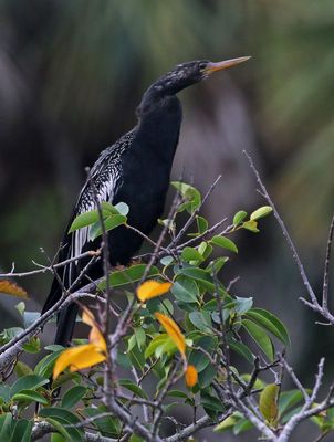 Anhinga 2023-11-17