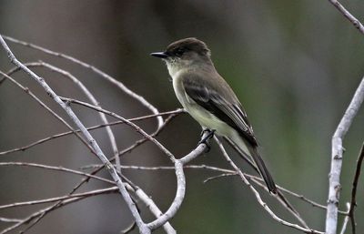 Eastern Phoebe 2023-11-17