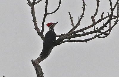 Pileated Woodpecker 2023-11-17