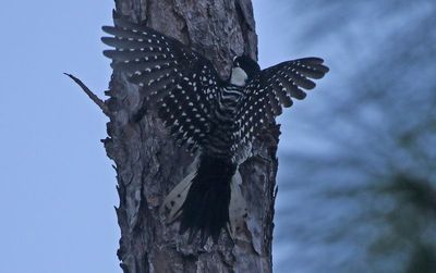 Red-cockaded Woodpecker 2023-11-18