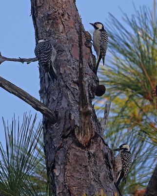 Red-cockaded Woodpecker 2023-11-18