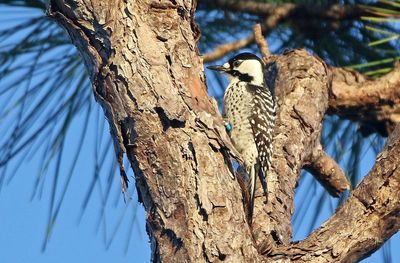 Red-cockaded Woodpecker 2023-11-18