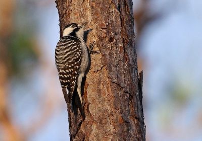 Red-cockaded Woodpecker 2023-11-18