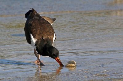 American Oystercatcher 2023-11-19