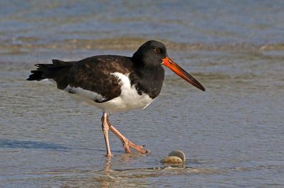 American Oystercatcher 2023-11-19