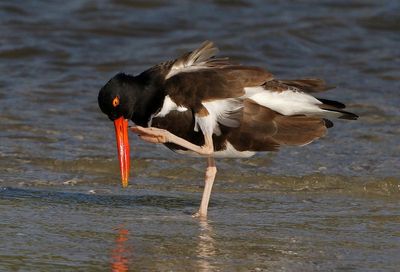 American Oystercatcher 2023-11-19