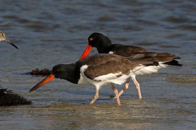 American Oystercatcher 2023-11-19