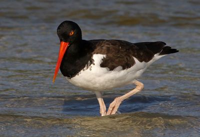American Oystercatcher 2023-11-19