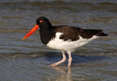 American Oystercatcher 2023-11-19