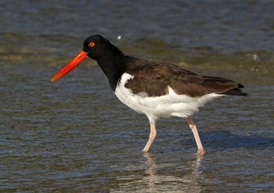 American Oystercatcher 2023-11-19