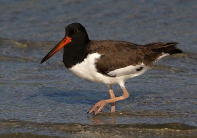 American Oystercatcher 2023-11-19