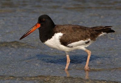American Oystercatcher 2023-11-19
