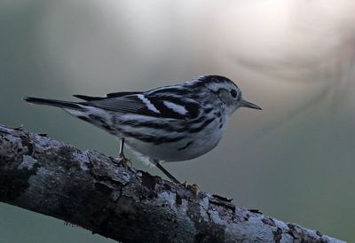 Black-and-white Warbler 2023-11-19