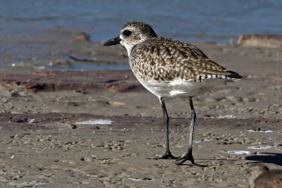 Black-bellied Plover 2023-11-19