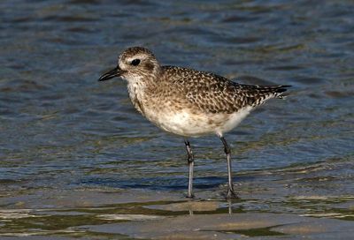 Black-bellied Plover 2023-11-19