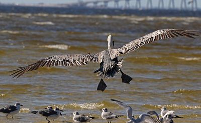 Brown Pelican 2023-11-19