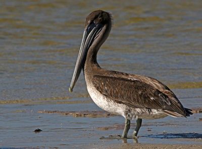 Brown Pelican 2023-11-19