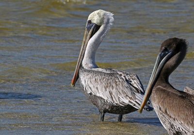 Brown Pelican 2023-11-19