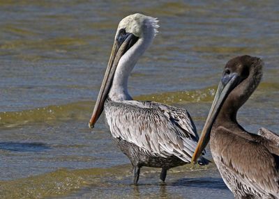 Brown Pelican 2023-11-19