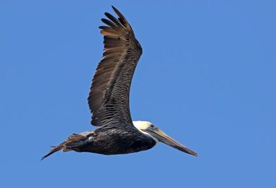 Brown Pelican 2023-11-19