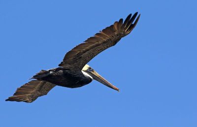 Brown Pelican 2023-11-19