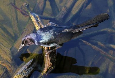 Boat-tailed Grackle 2023-11-19