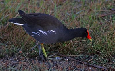 Common Gallinule 2023-11-19
