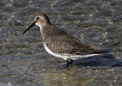 Dunlin 2023-11-19