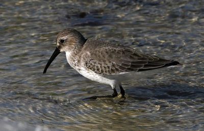 Dunlin 2023-11-19
