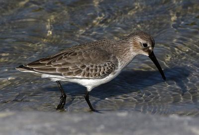 Dunlin 2023-11-19